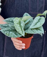 Pothos 'Silver Splash' Live Plant