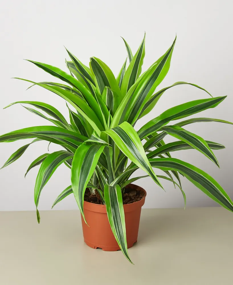 Dracaena Deremensis 'Lemon Suprise' Live Plant, 6" Pot