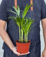 Areca Palm Live Plant, in 6" Pot