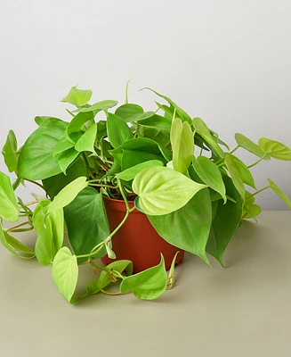 Philodendron 'Neon' Live Plant, 6" Pot