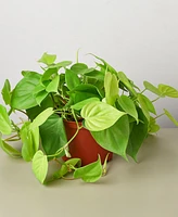 Philodendron 'Neon' Live Plant, 6" Pot
