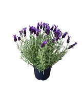 GreenishBlu Live Rooted French Lavender Plant