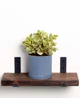 Greendigs Live Peperomia Plant in Fluted Ceramic Pot, 5"