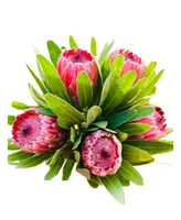 GreenishBlu Protea Fresh Flower Spring Bouquet