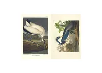 The Birds of America by John James Audubon