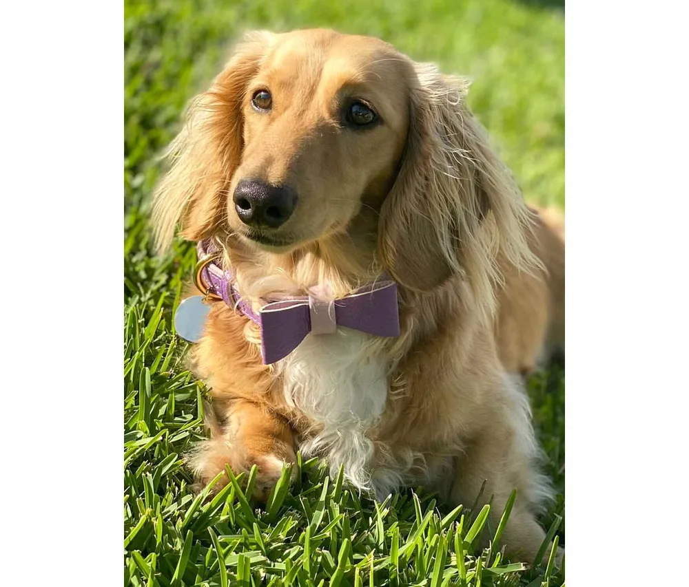 Pet Dog Bow Tie - Lavish Lavander