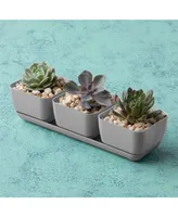 Novelty (10010) Herb Trio with Attached Tray, 12" x 14" - Grey