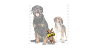 Tuffy Jr Bone Yellow Bone, 2-Pack Dog Toys