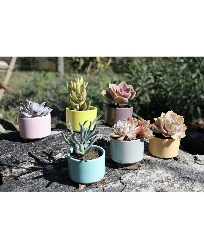 Window Garden Set of 6 Shades of Succulents Planter Pots – Slip Your Plants Into Something More Colorful. Create a Stunning Display That'll Surely Exc