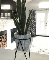 Flora Bunda 21" Snake Plant