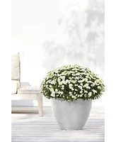 Ecopots Antwerp Modern Indoor and Outdoor Planter, 12in