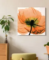 Empire Art Direct "Poppy Orange" Frameless Free Floating Tempered Glass Panel Graphic Wall Art, 24" x 24" x 0.2"