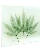 Empire Art Direct "Green Flower" Frameless Free Floating Tempered Glass Panel Graphic Wall Art, 16" x 20" x 0.2"