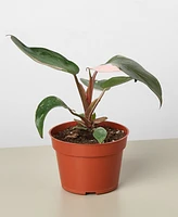 House Plant Shop Philodendron Pink Princess in 4" Pot