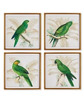 Green Parrots Study Set of 4 Wall Art