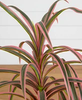 Nearly Natural 2ft. Artificial Dracaena Marginata Plant