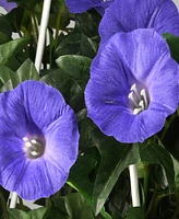 National Tree Company 44 Hanging Morning Glory Plant