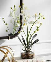 Uttermost Glory Orchid