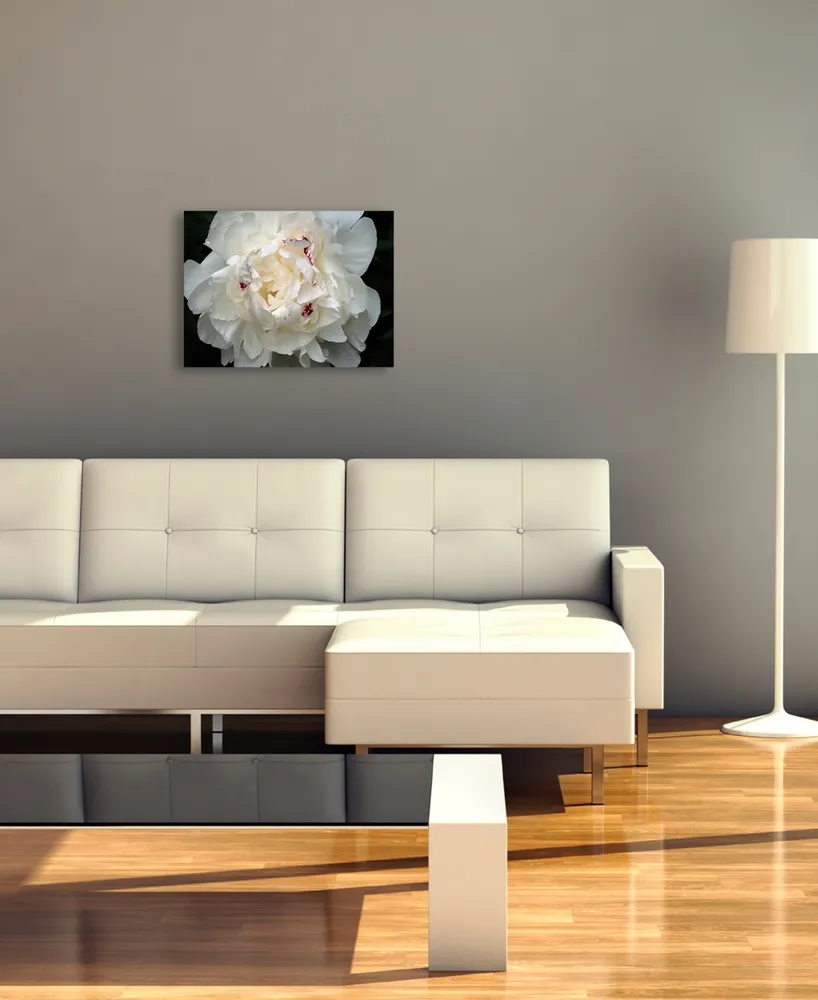 Perfect Peony by Kurt Shaffer Canvas Art