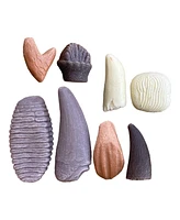 Yellow Door Sensory Play Stones: Prehistoric Teeth - 8 Pieces