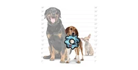 Tuffy Tuffy- Jr Gear Ring & Jr Odd Ball- Combo Pack. Durable Dog Toys