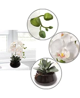 Floral Home 15" x 9" White Phalaenopsis Orchid with 7" Round Pot