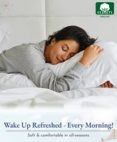 Soft Cotton Sheet Set