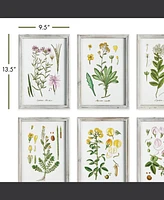 Perennial Botanical Study, Set Of 6 Wall Art