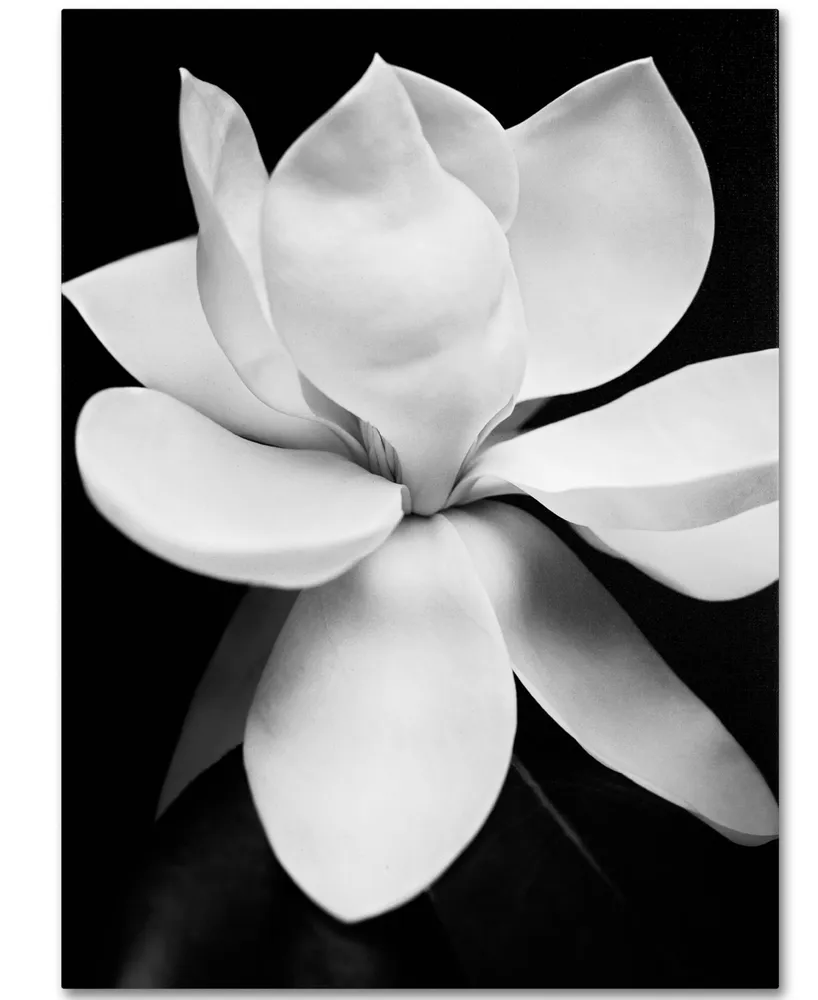 Michael Harrison 'Magnolia' Canvas Art