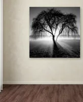 Moises Levy 'Lightning Tree I' Canvas Art