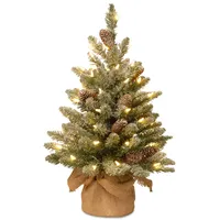 National Tree Company 2' Snowy Concolor Fir Small Tree in Burlap with Snowy Cones & 50 Warm White Battery Operated LEDs with Timer