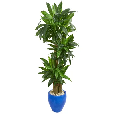 Nearly Natural 6' Cornstalk Dracaena Artificial Plant in Blue Planter - Real Touch
