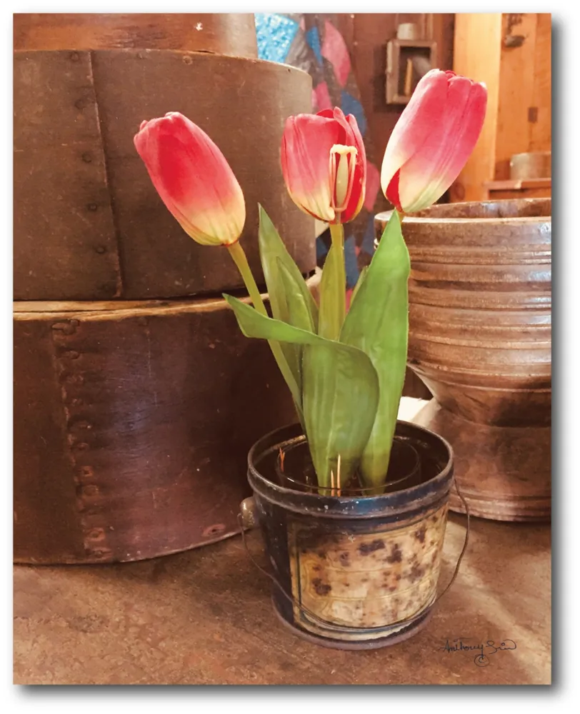 Courtside Market Tulip Simplicity Gallery-Wrapped Canvas Wall Art - 16" x 20"