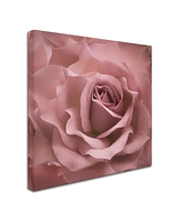 Cora Niele 'Misty Rose Pink Rose' Canvas Art - 24" x 24" x 2"