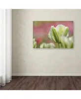Cora Niele 'White and Green Tulip' Canvas Art - 24" x 16" x 2"