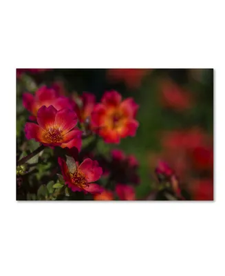 Kurt Shaffer 'Beauty of Summer Blooms Red' Canvas Art - 12" x 19"