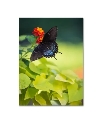 Kurt Shaffer 'Spicebush Swallowtail Butterfly' Canvas Art - 14" x 19"