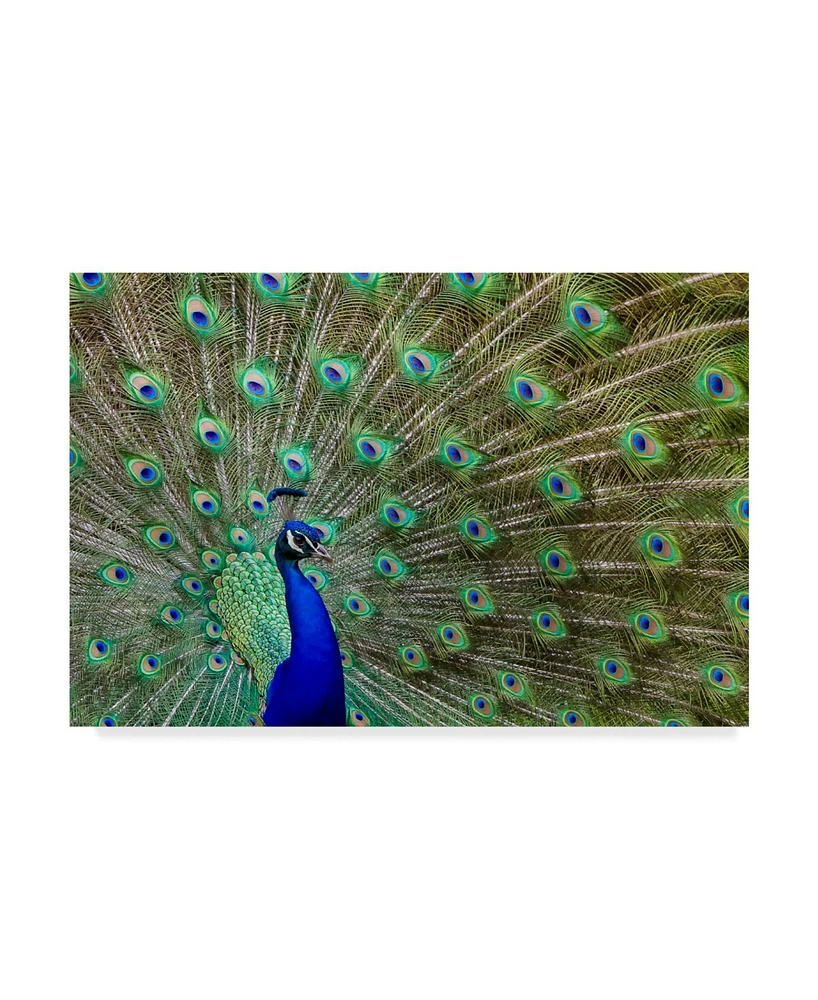 Galloimages Online 'Peacock Proud' Canvas Art - 47" x 30"