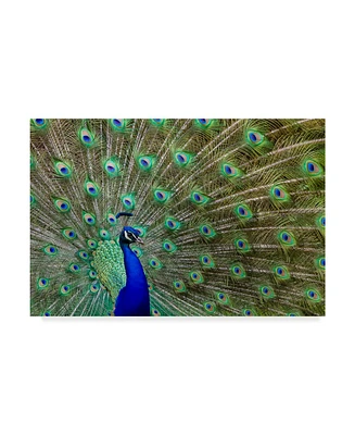 Galloimages Online 'Peacock Proud' Canvas Art - 47" x 30"