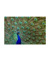 Galloimages Online 'Peacock Proud' Canvas Art - 47" x 30"