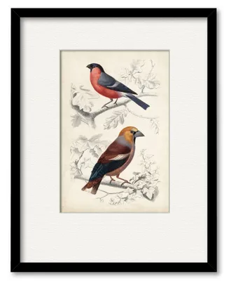 Courtside Market D'Orbigny Birds Iv 16" x 20" Framed and Matted Art