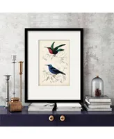 Courtside Market D'Orbigny Birds Ii 16" x 20" Framed and Matted Art