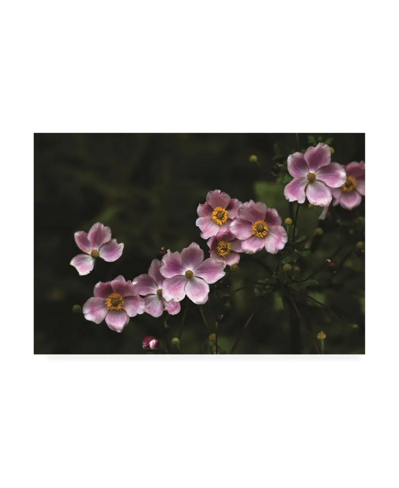 Kurt Shaffer Photographs Pink in the Garden Canvas Art