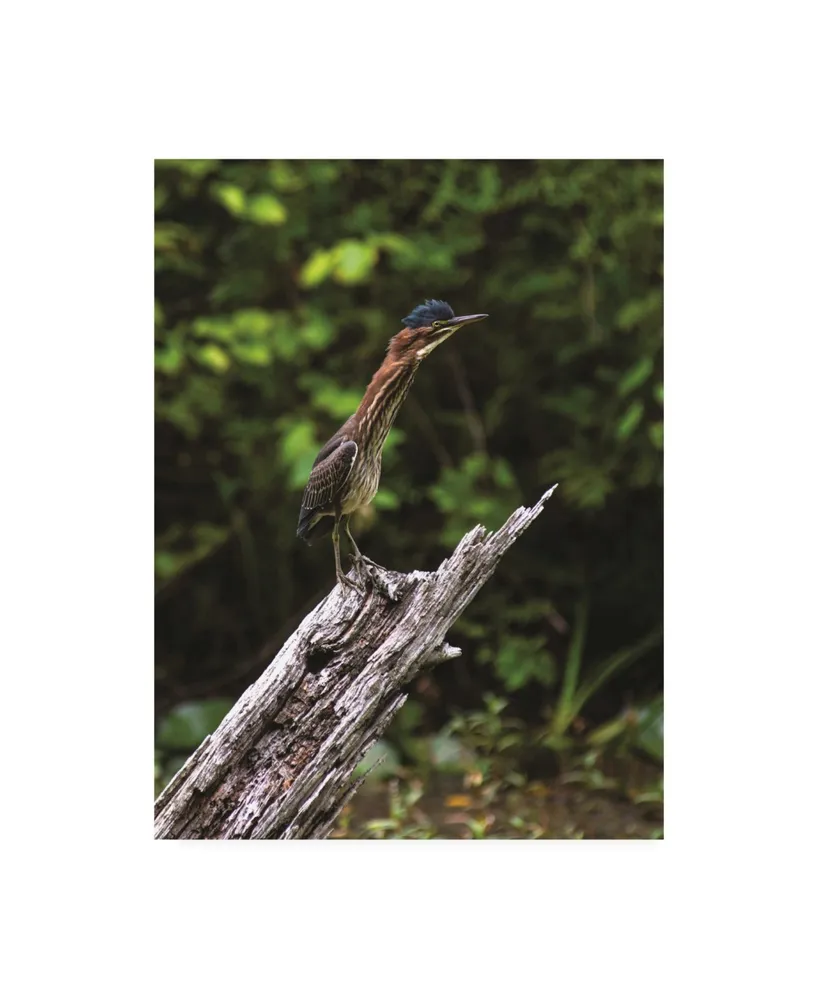 Kurt Shaffer Photographs The Green Heron Canvas Art