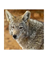 Mitch Catanzaro Coyote in the Desert Canvas Art - 19.5" x 26"