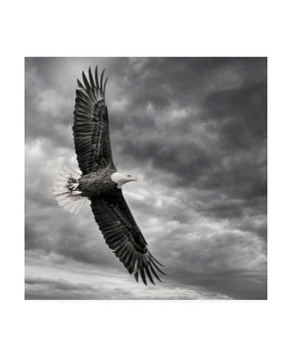 Ph Burchett Eagle in Flight Canvas Art
