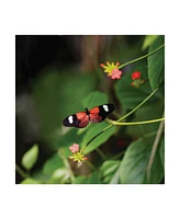 Kurt Shaffer Doris Longwing Butterfly Canvas Art - 20" x 25"