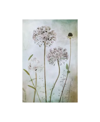 Mandy Disher Allium Canvas Art