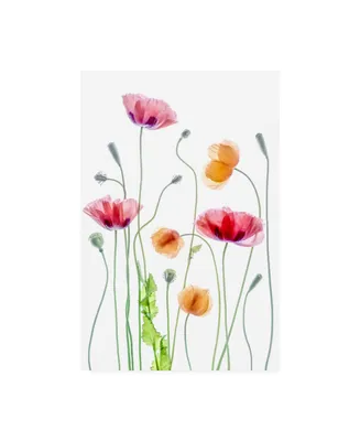 Mandy Disher Poppies Orange and Pink Canvas Art
