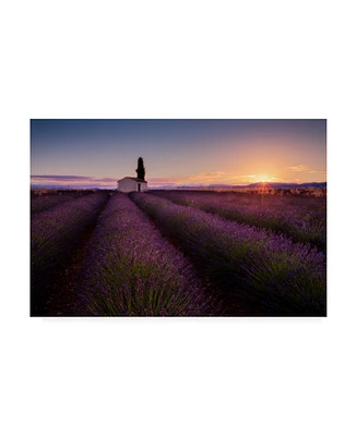 Donald Luo Provence Lavender Canvas Art - 20" x 25"